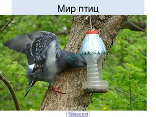 Мир птиц 5klass.net