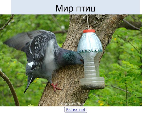 Мир птиц 5klass.net