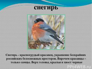 снегирь Снегирь - красногрудый красавец, украшение бескрайних российских белосне