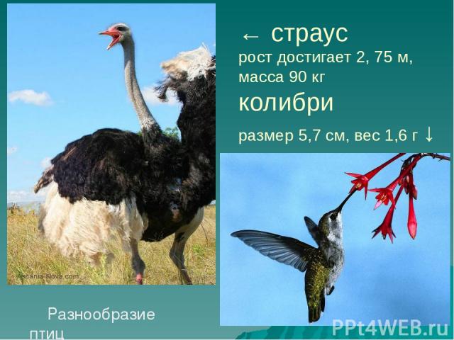 ← страус рост достигает 2, 75 м, масса 90 кг колибри размер 5,7 см, вес 1,6 г ↓ Разнообразие птиц