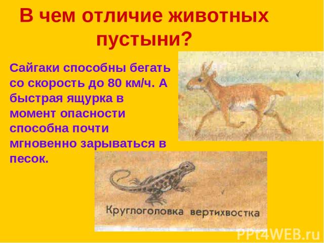 В чем отличие животных пустыни? Сайгаки способны бегать со скорость до 80 км/ч. А быстрая ящурка в момент опасности способна почти мгновенно зарываться в песок.