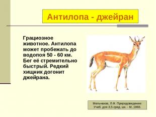 Грациозное животное. Антилопа может пробежать до водопоя 50 - 60 км. Бег её стре