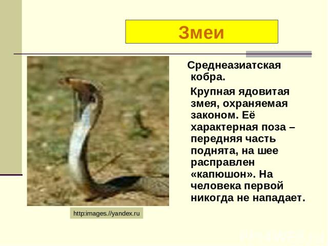 Среднеазиатская кобра. Крупная ядовитая змея, охраняемая законом. Её характерная поза – передняя часть поднята, на шее расправлен «капюшон». На человека первой никогда не нападает. Змеи http:images.//yandex.ru