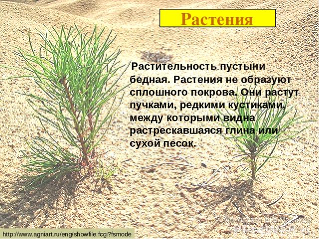 Растения Растительность пустыни бедная. Растения не образуют сплошного покрова. Они растут пучками, редкими кустиками, между которыми видна растрескавшаяся глина или сухой песок. http://www.agniart.ru/eng/showfile.fcgi?fsmode
