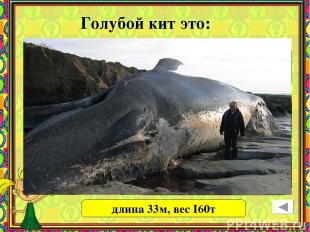 Голубой кит это: самое большое водное животное самое большое из всех существующи
