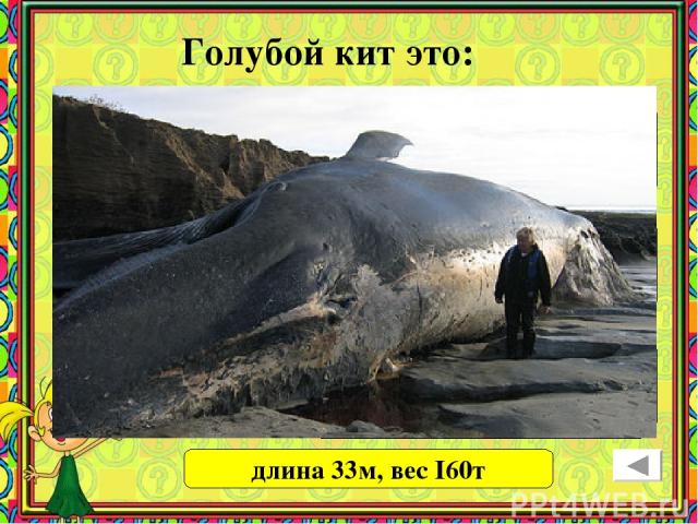 Голубой кит это: самое большое водное животное самое большое из всех существующих животных самая большая рыба длина 33м, вес I60т