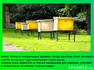 Живут пчёлы в специальных домиках. Когда пасечник хочет заглянуть в улей, он пус