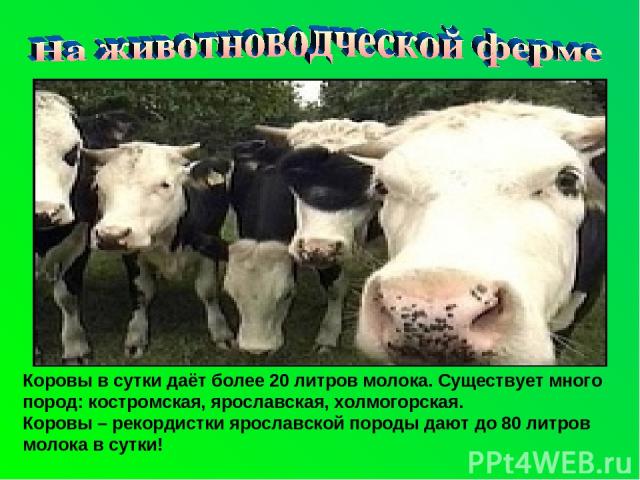 Коровы в сутки даёт более 20 литров молока. Существует много пород: костромская, ярославская, холмогорская. Коровы – рекордистки ярославской породы дают до 80 литров молока в сутки!