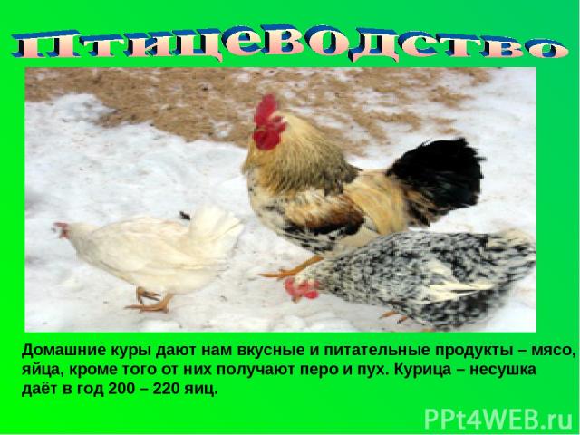 Домашние куры дают нам вкусные и питательные продукты – мясо, яйца, кроме того от них получают перо и пух. Курица – несушка даёт в год 200 – 220 яиц.