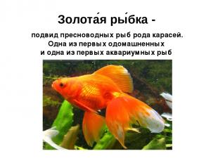 Золота я ры бка - подвид пресноводных рыб рода подвид пресноводных рыб рода кара