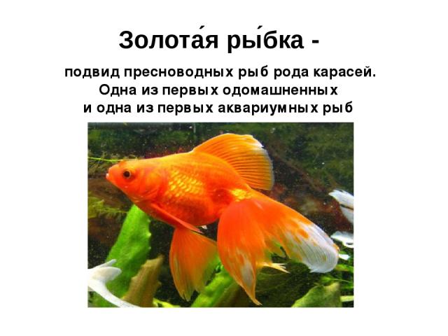 Золота я ры бка - подвид пресноводных рыб рода подвид пресноводных рыб рода карасей. Одна из первых одомашненных и одна из первых аквариумных рыб