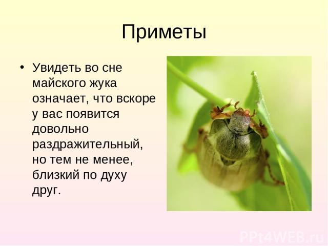 Приметы Увидеть во сне майского жука означает, что вскоре у вас появится довольно раздражительный, но тем не менее, близкий по духу друг.