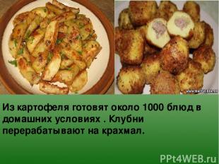 Из картофеля готовят около 1000 блюд в домашних условиях . Клубни перерабатывают
