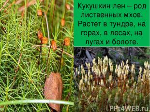 Кукущкин лен Кукушкин лен – род лиственных мхов. Растет в тундре, на горах, в ле