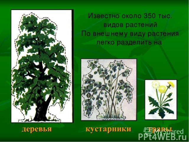 Известно около 350 тыс. видов растений По внешнему виду растения легко разделить на Известно около 350 тыс. видов растений По внешнему виду растения легко разделить на