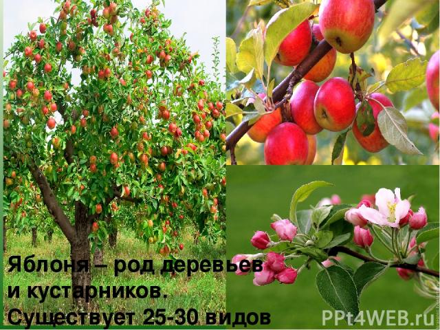 Яблоня – род деревьев и кустарников. Существует 25-30 видов яблони.
