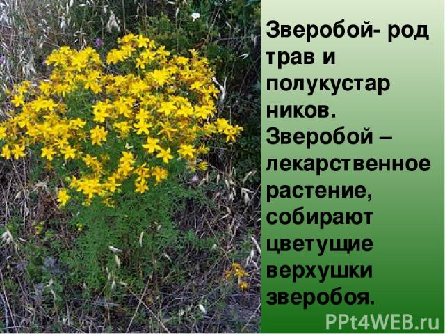 Зверобой- род трав и полукустар ников. Зверобой – лекарственное растение, собирают цветущие верхушки зверобоя.