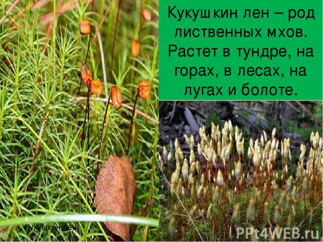 Кукущкин лен Кукушкин лен – род лиственных мхов. Растет в тундре, на горах, в лесах, на лугах и болоте.