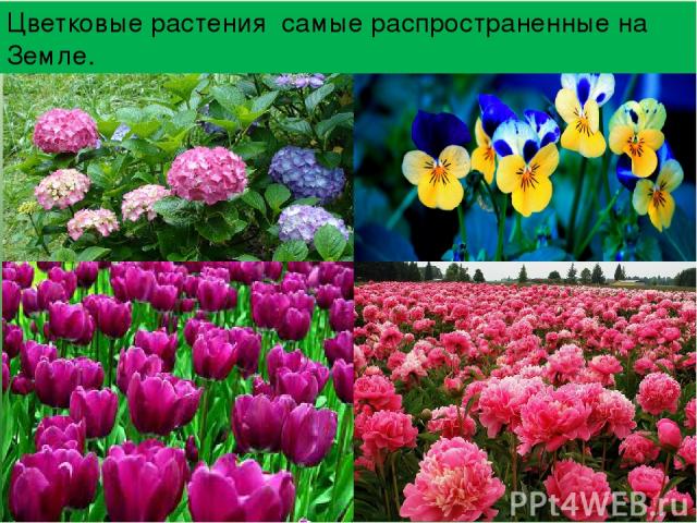 Цветковые растения самые распространенные на Земле.