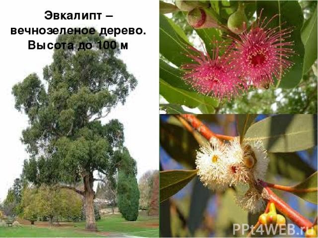 Эвкалипт – вечнозеленое дерево. Высота до 100 м