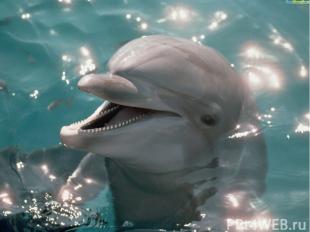 Дельфин – название связано с древнегреческой легендой: бог Аполлон, превратившис