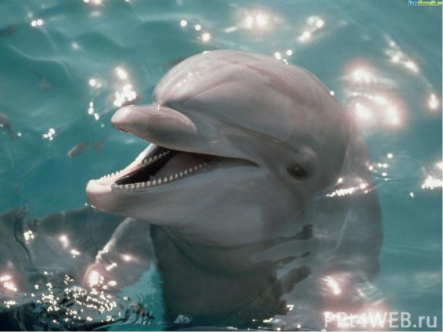 Дельфин – название связано с древнегреческой легендой: бог Аполлон, превратившись в дельфина, указал поселенцам путь в Дельфы, где был основан знаменитый храм Аполлона. Всего в Мировом океане обитает 40 видов дельфинов. Обыкновенный дельфин, который…