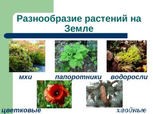 Разнообразие растений на Земле мхи водоросли папоротники цветковые хвойные