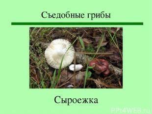 Съедобные грибы Сыроежка