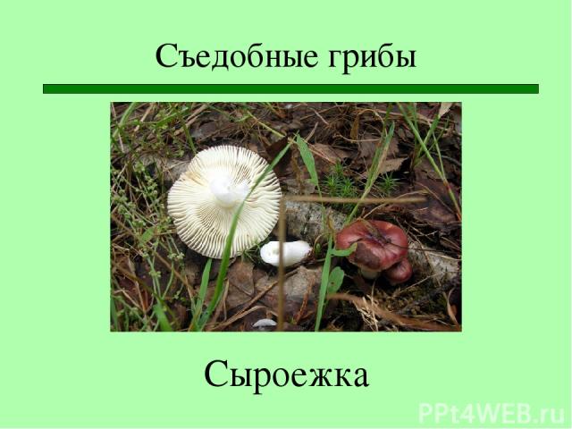 Съедобные грибы Сыроежка
