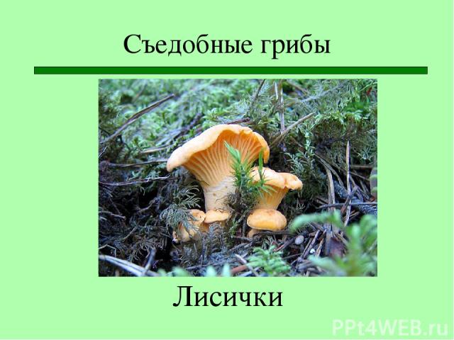 Съедобные грибы Лисички