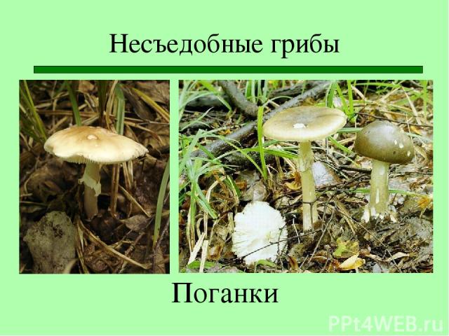 Несъедобные грибы Поганки