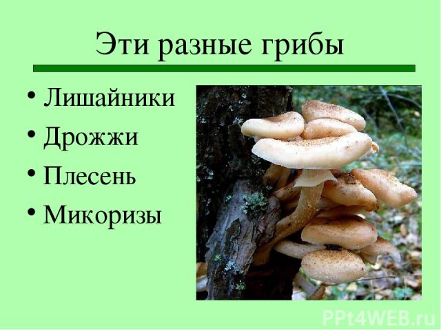 Эти разные грибы Лишайники Дрожжи Плесень Микоризы
