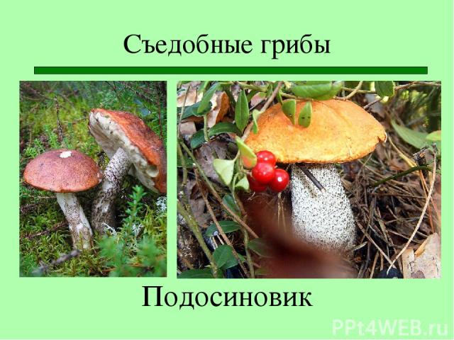 Съедобные грибы Подосиновик