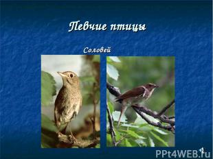 Певчие птицы Соловей