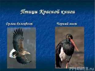 Птицы Красной книги Орлан-белохвост Черный аист