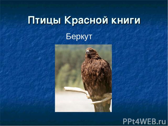 Птицы Красной книги Беркут