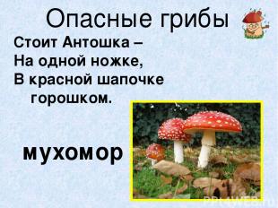 Опасные грибы Стоит Антошка – На одной ножке, В красной шапочке горошком. мухомо