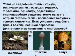 Условно съедобные грибы - грузди, волнушки, валуи, горкушки, рядовки, толкачики,
