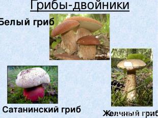 Грибы-двойники Сатанинский гриб Желчный гриб Белый гриб