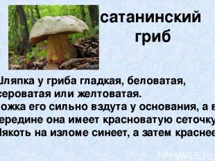 сатанинский гриб Шляпка у гриба гладкая, беловатая, сероватая или желтоватая. Но