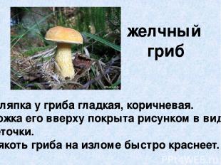 желчный гриб Шляпка у гриба гладкая, коричневая. Ножка его вверху покрыта рисунк