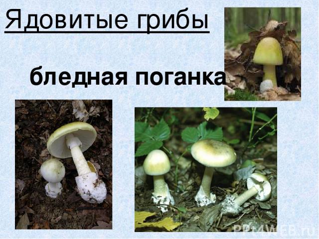 Ядовитые грибы бледная поганка