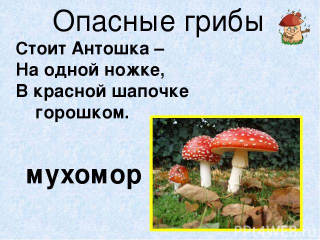 Опасные грибы Стоит Антошка – На одной ножке, В красной шапочке горошком. мухомор