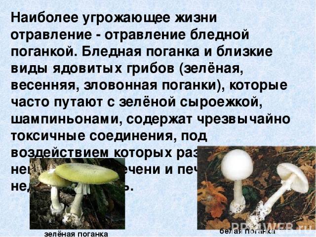 Наиболее угрожающее жизни отравление - отравление бледной поганкой. Бледная поганка и близкие виды ядовитых грибов (зелёная, весенняя, зловонная поганки), которые часто путают с зелёной сыроежкой, шампиньонами, содержат чрезвычайно токсичные соедине…