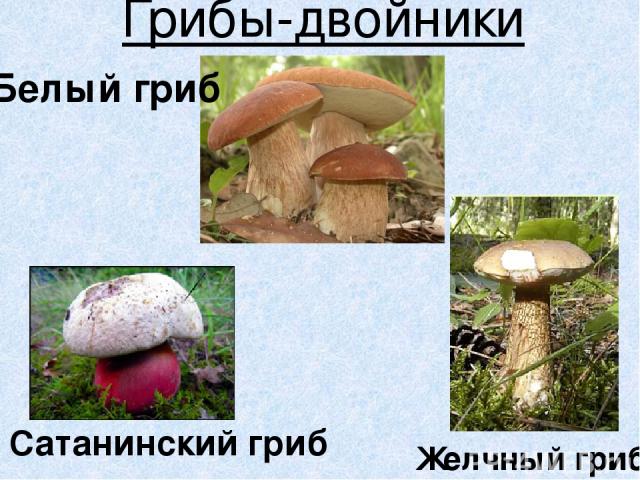 Грибы-двойники Сатанинский гриб Желчный гриб Белый гриб