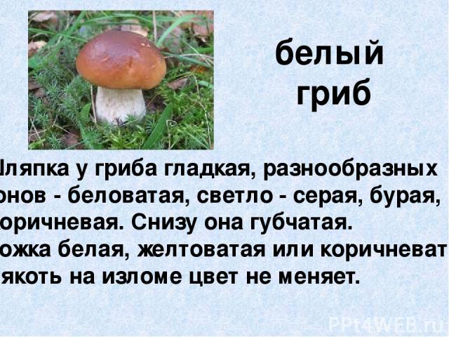 белый гриб Шляпка у гриба гладкая, разнообразных тонов - беловатая, светло - серая, бурая, коричневая. Снизу она губчатая. Ножка белая, желтоватая или коричневатая. Мякоть на изломе цвет не меняет.