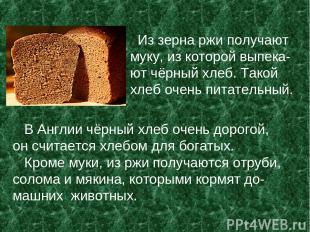 Из зерна ржи получают муку, из которой выпека- ют чёрный хлеб. Такой хлеб очень