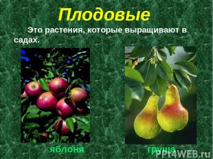 Плодовые Это растения, которые выращивают в садах. яблоня груша