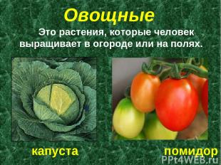 Овощные Это растения, которые человек выращивает в огороде или на полях. капуста