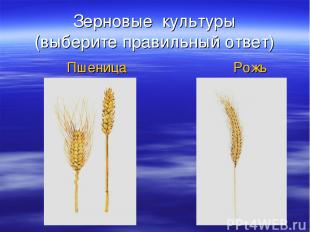 Зерновые культуры (выберите правильный ответ) Пшеница Рожь